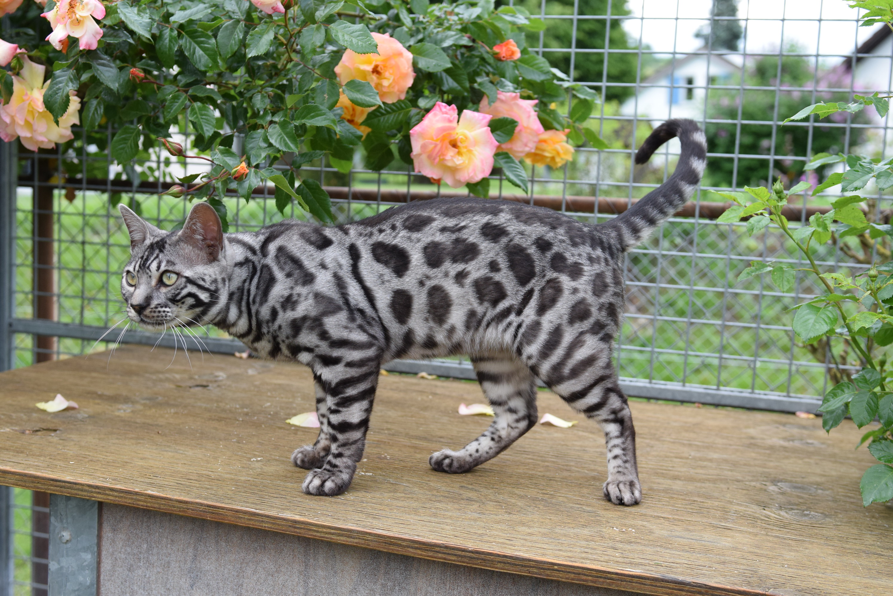 Bengal du Mont St. Aubert